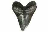 Fossil Megalodon Tooth - + Foot Prehistoric Shark #151808-1